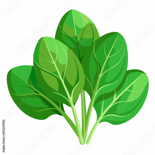 Flat vector image of fresh spinach leaves, shown whole and in bunches, on a white background.