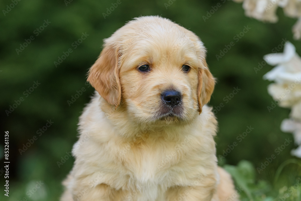 close-up portrait of a small incredibly beautiful newborn golden labrador retriever puppy one month old in the park close-up portrait of a small incredibly beautiful newborn golden labrador retriever puppy one month old in the park