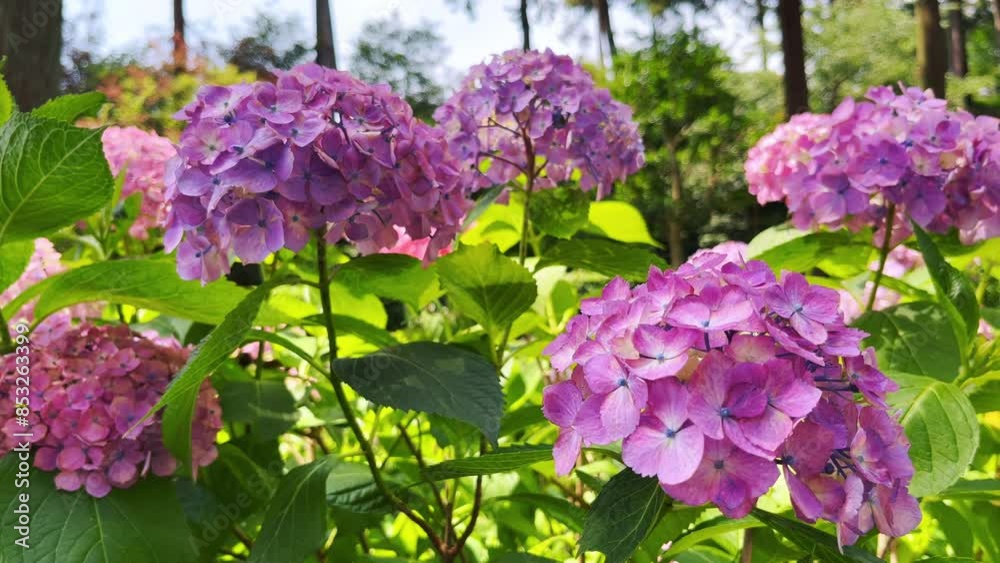 三室戸寺 カラフルな紫陽花 三室戸寺 カラフルな紫陽花