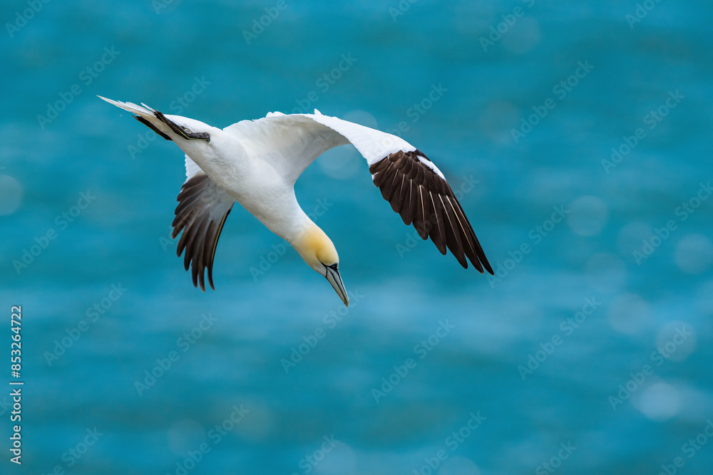 Northern Gannet, Morus bassanus, birds in flight over cliffs, Bempton Cliffs, North Yorkshire, England Northern Gannet, Morus bassanus, birds in flight over cliffs, Bempton Cliffs, North Yorkshire, England