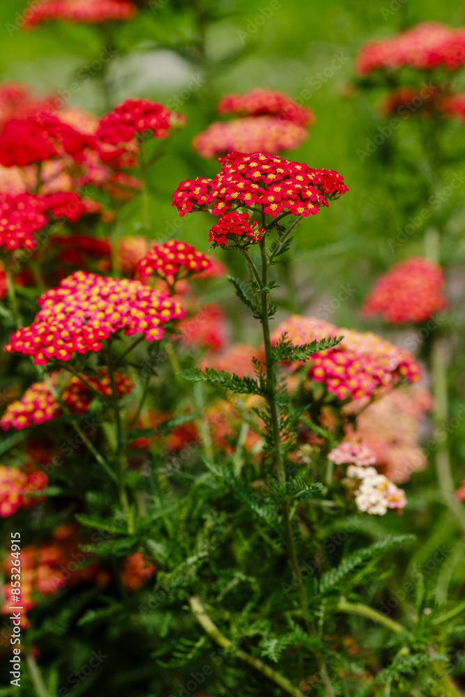 Red Common yarrow, or cut grass ( Latin Achillea millefolium ) is a perennial herbaceous plant Red Common yarrow, or cut grass ( Latin Achillea millefolium ) is a perennial herbaceous plant