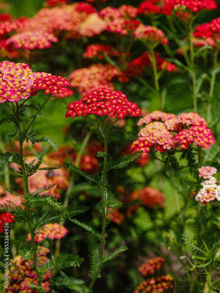 Red Common yarrow, or cut grass ( Latin Achillea millefolium ) is a perennial herbaceous plant Red Common yarrow, or cut grass ( Latin Achillea millefolium ) is a perennial herbaceous plant
