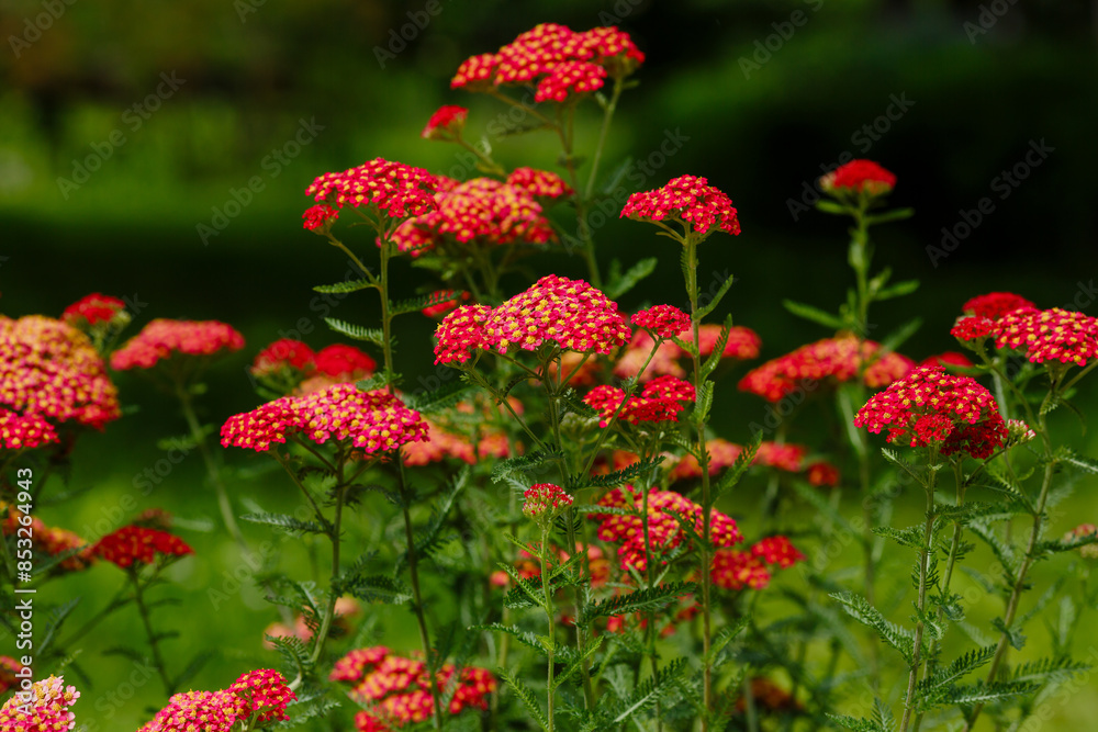 Red Common yarrow, or cut grass ( Latin Achillea millefolium ) is a perennial herbaceous plant Red Common yarrow, or cut grass ( Latin Achillea millefolium ) is a perennial herbaceous plant