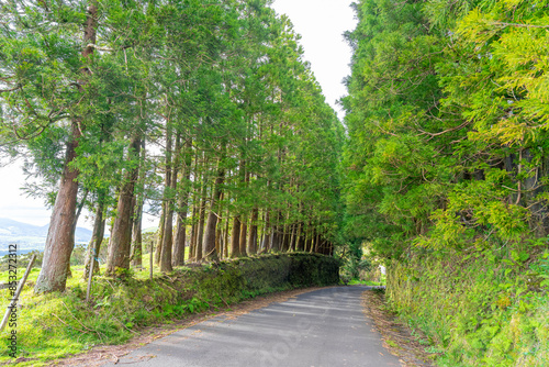 Road surrounded by trees with green leaves. São Jorge Island-Azores-Portugal.