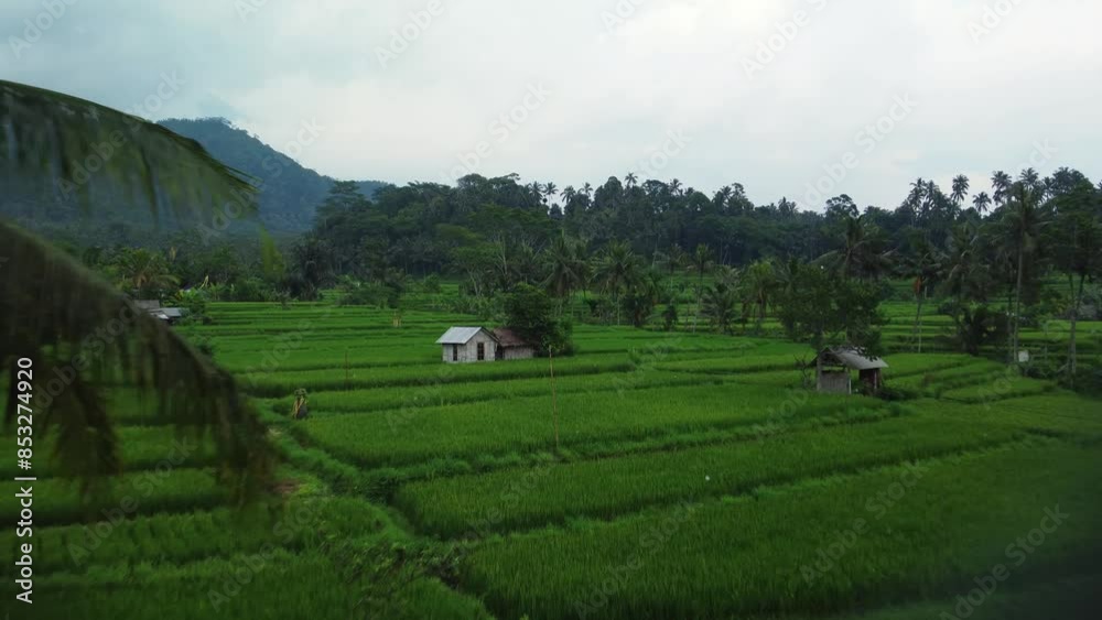 Aerial view of abstract geometric shapes of Bali Lush green rice fields. Aerial view of abstract geometric shapes of Bali Lush green rice fields.