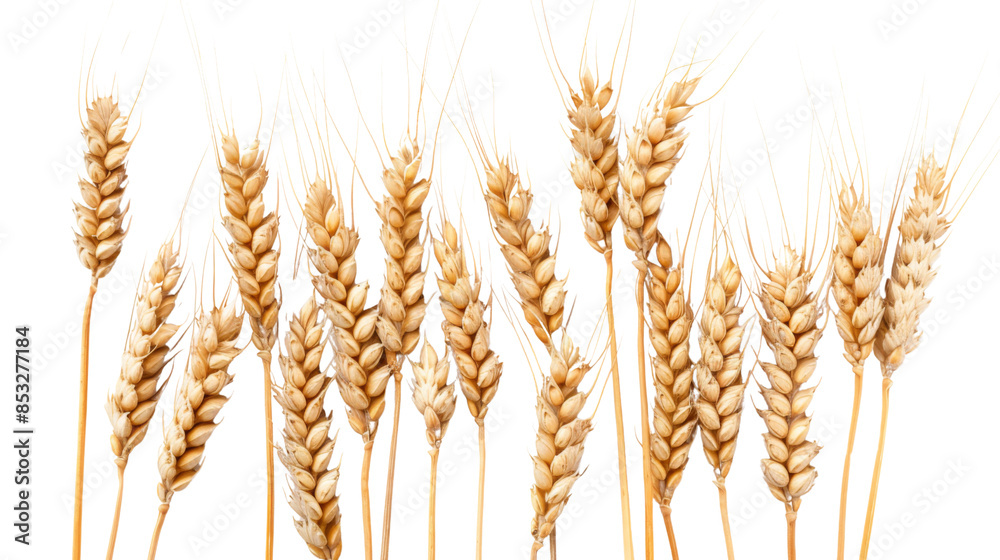 Wheat ears Wheat ears
