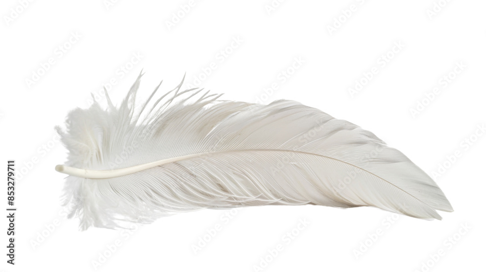Obraz premium White feather on white background 