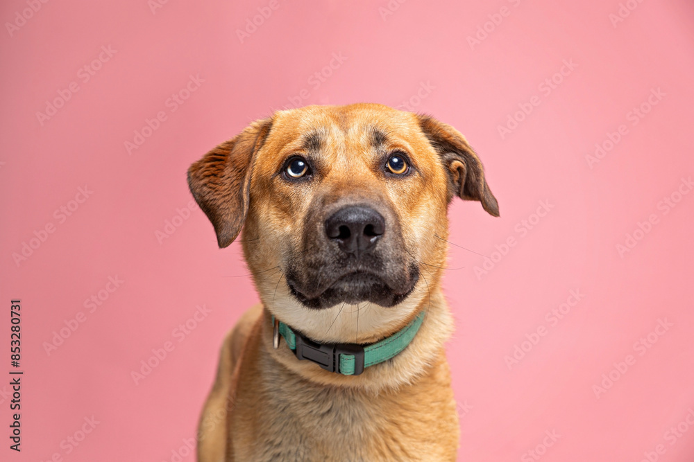 cute dog on an isolated background in a studio shot cute dog on an isolated background in a studio shot