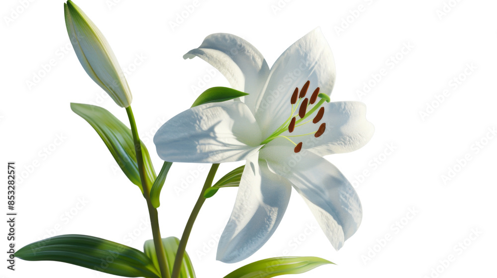 Fototapeta premium White lily head on white background 