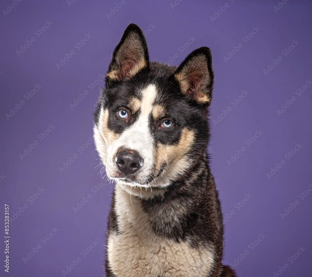 cute dog on an isolated background in a studio shot cute dog on an isolated background in a studio shot
