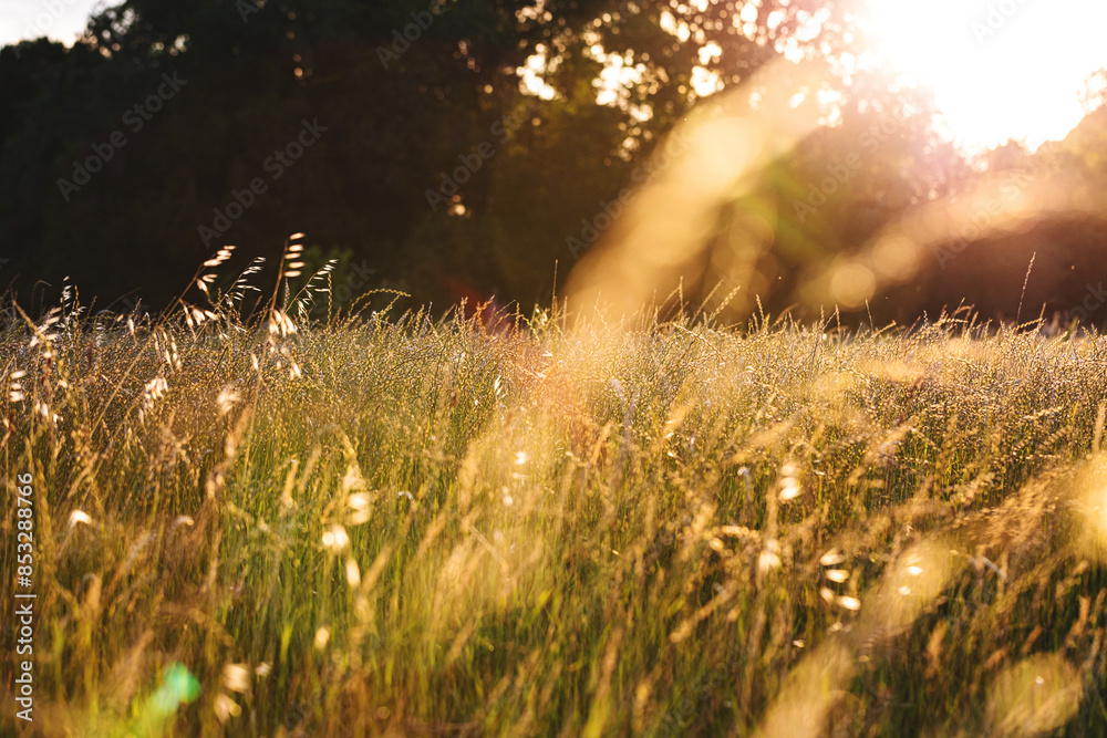 vista dettagliata dell'alta vegetazione di un campo naturale, illuminata dalla brillante luce calda e arancione del sole, di pomeriggio, in estate, con alcune piante sfuocate in primo piano