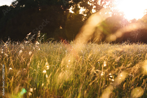 vista dettagliata dell'alta vegetazione di un campo naturale, illuminata dalla brillante luce calda e arancione del sole, di pomeriggio, in estate, con alcune piante sfuocate in primo piano photo