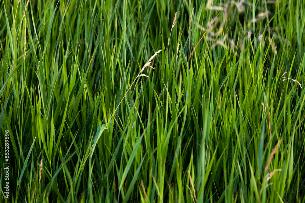 fili d'erba di colore verde di un prato visto da vicino e di fronte fili d'erba di colore verde di un prato visto da vicino e di fronte