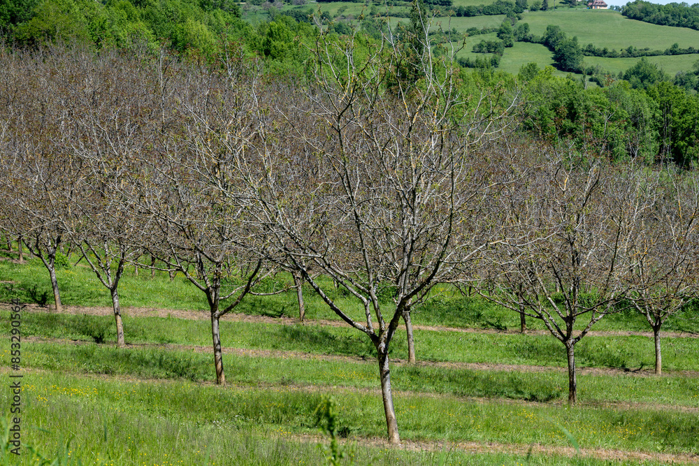Plantation of high-quality PDO certified walnuts trees in Perigord Limousin Regional Natural Park, Dordogne, France in spring Plantation of high-quality PDO certified walnuts trees in Perigord Limousin Regional Natural Park, Dordogne, France in spring