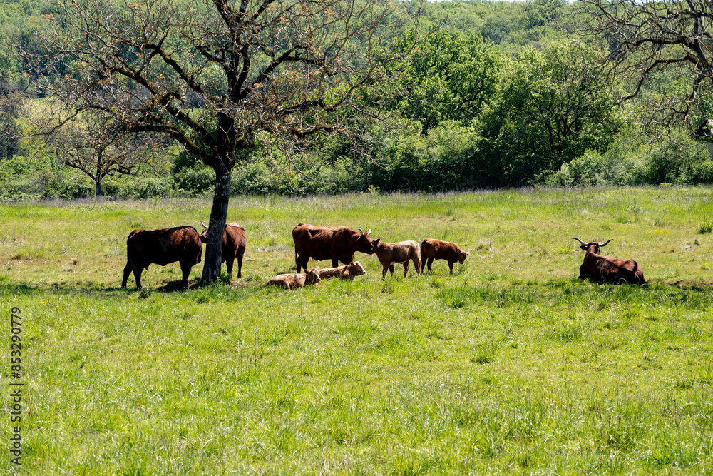 Green pastures with grazing cows in Perigord Limousin Regional Natural Park, Dordogne, France in spring Green pastures with grazing cows in Perigord Limousin Regional Natural Park, Dordogne, France in spring