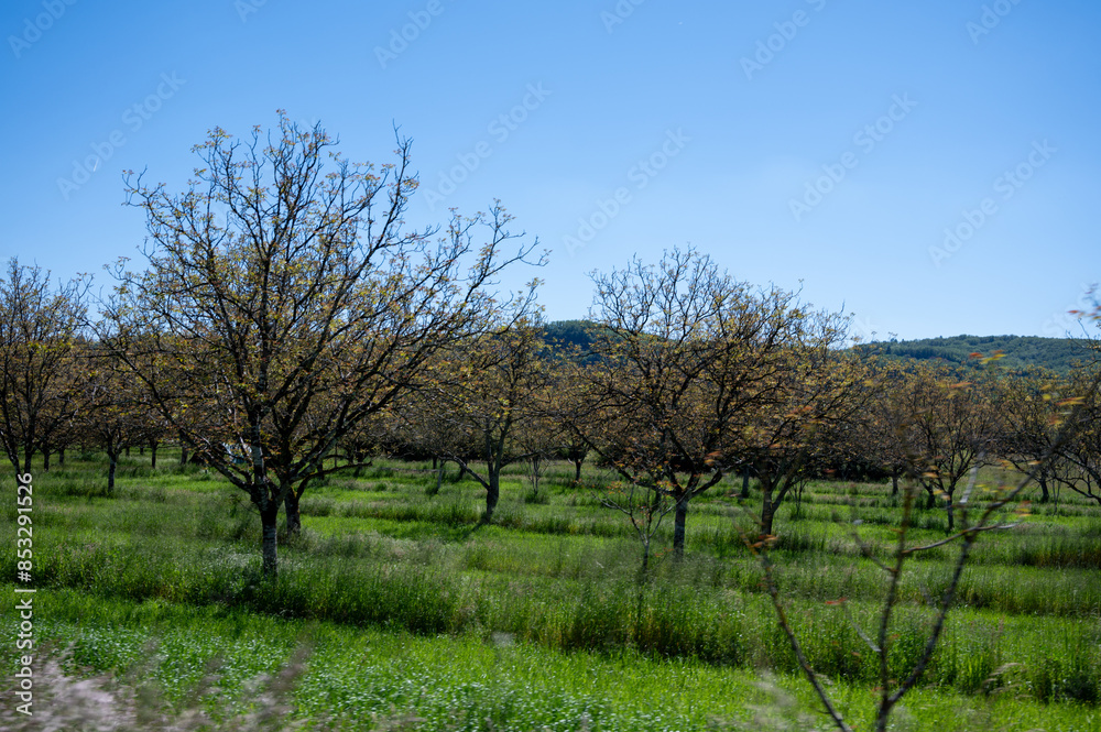 Plantation of high-quality PDO certified walnuts trees in Perigord Limousin Regional Natural Park, Dordogne, France in spring Plantation of high-quality PDO certified walnuts trees in Perigord Limousin Regional Natural Park, Dordogne, France in spring