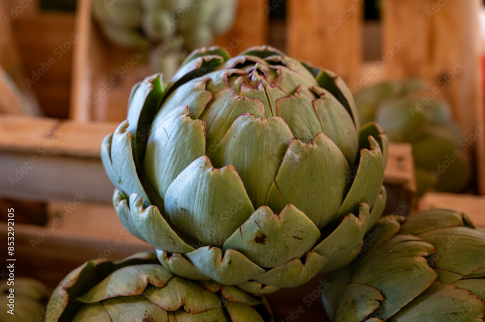 Fototapeta premium Fresh ripe green organic artichokes heads on local farmers market in Dordogne, France
