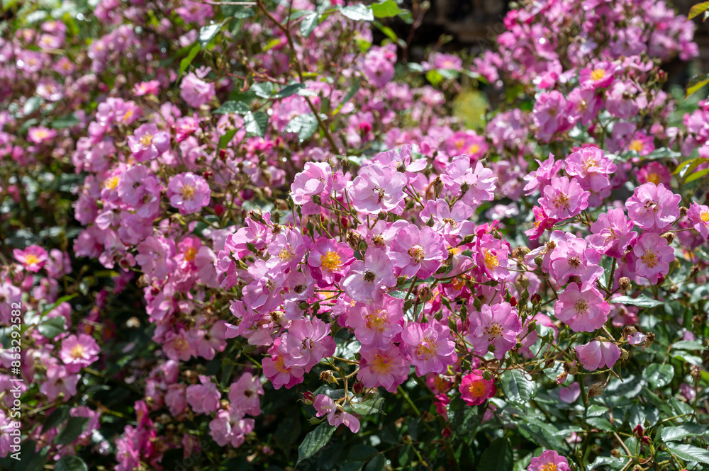 Blossom of pink rose rosehips flowers growing in public gardens in Bordeaux, France in sunny day. Blossom of pink rose rosehips flowers growing in public gardens in Bordeaux, France in sunny day.