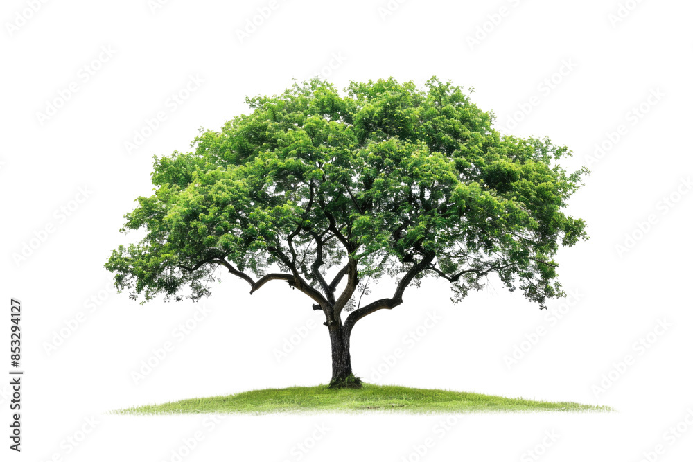 custom made wallpaper toronto digitalone Green tree isolated on white, Green trees isolated on transparent background forest and summer foliage for both print and web with cut path