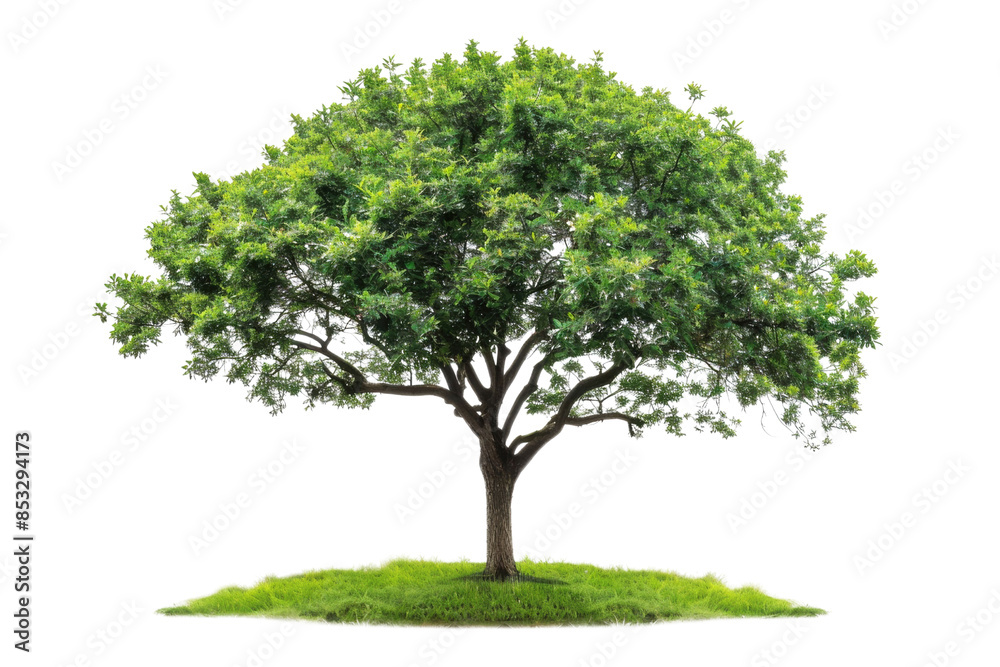one Green tree isolated on white, Green trees isolated on transparent background forest and summer foliage for both print and web with cut path one Green tree isolated on white, Green trees isolated on transparent background forest and summer foliage for both print and web with cut path