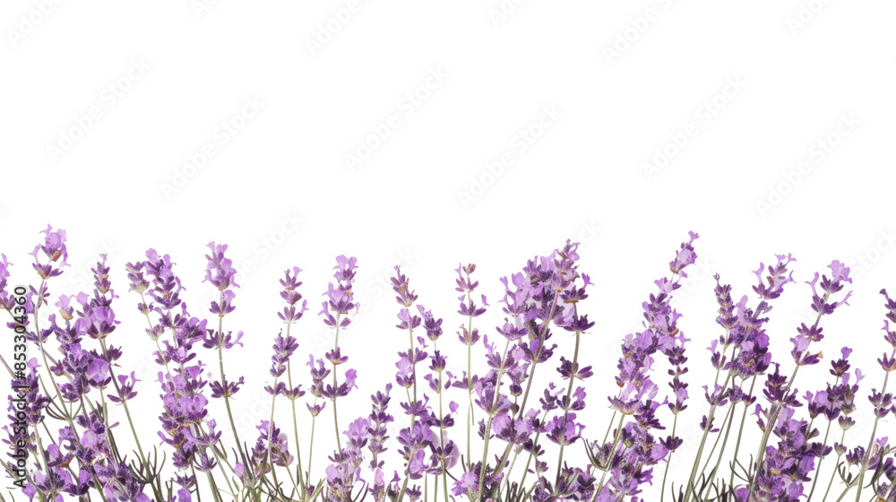 Naklejka premium Lavander on white backgroud