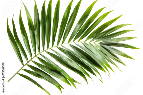 Green leaves of palm tree isolated on white background with cut path