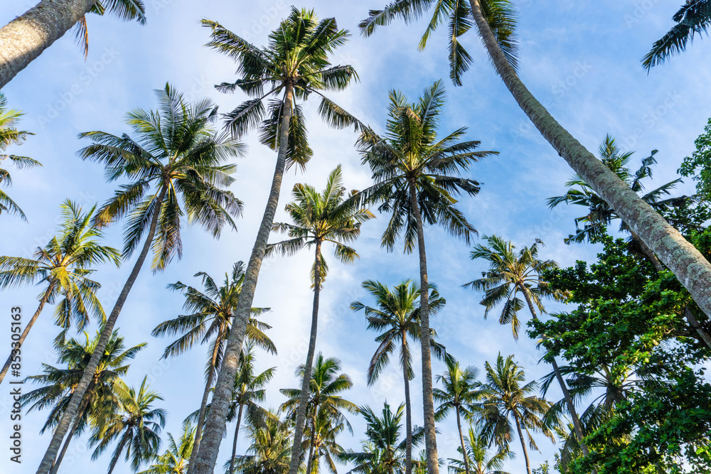 Tropical palm tree with sun light on blue sky in high quality image Tropical palm tree with sun light on blue sky in high quality image