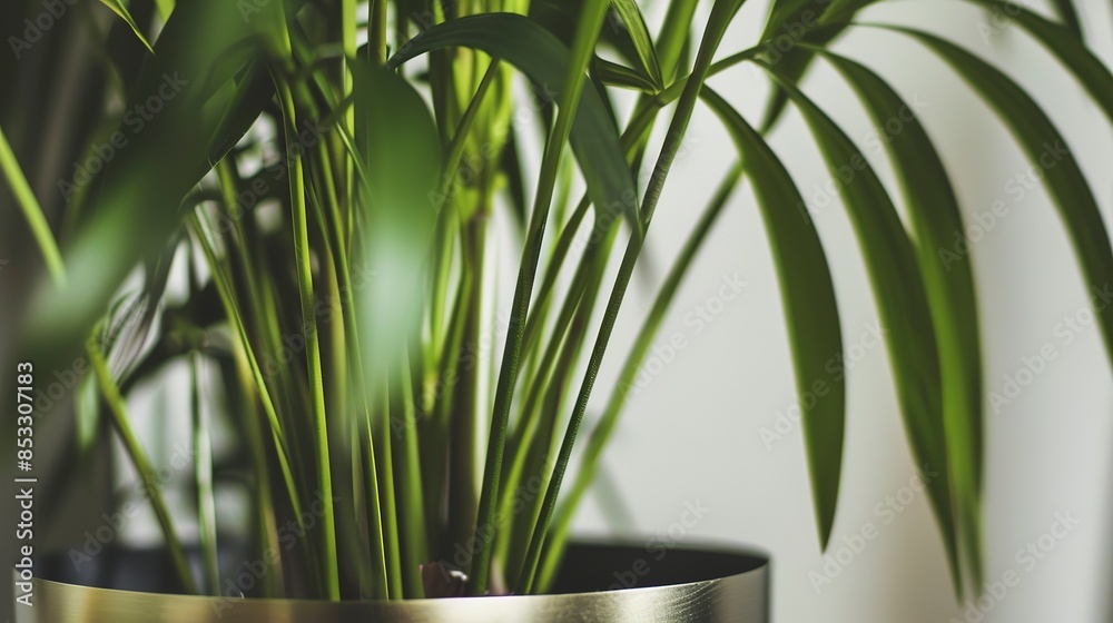 Obraz premium Close-up of a kentia palm in a sleek metallic pot, deep green fronds, modern minimalist setting. 