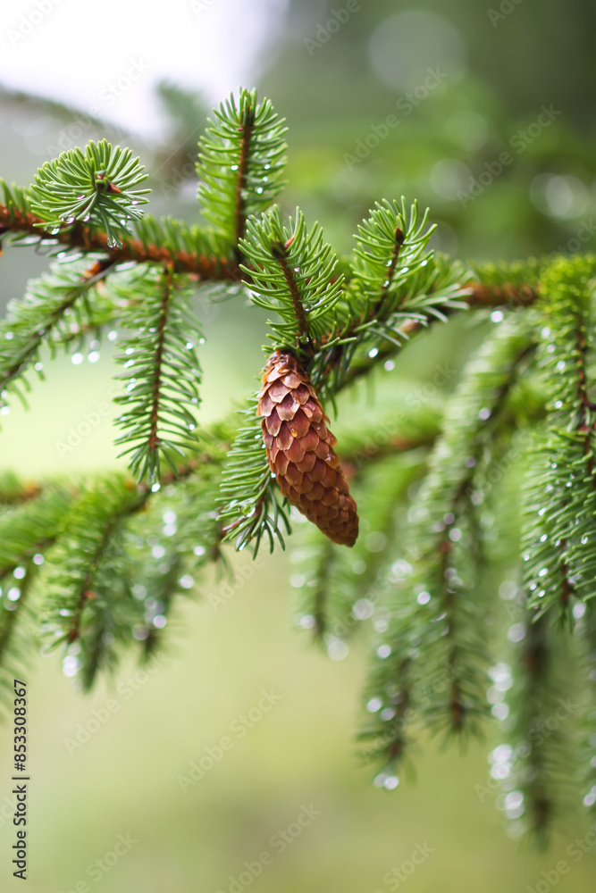 Fototapeta premium Green branches of a fir tree close-up. Evergreen coniferous tree in a summer forest.