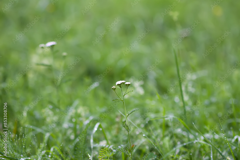 Wildflowers and plants on summer field. Wildflowers and plants on summer field.
