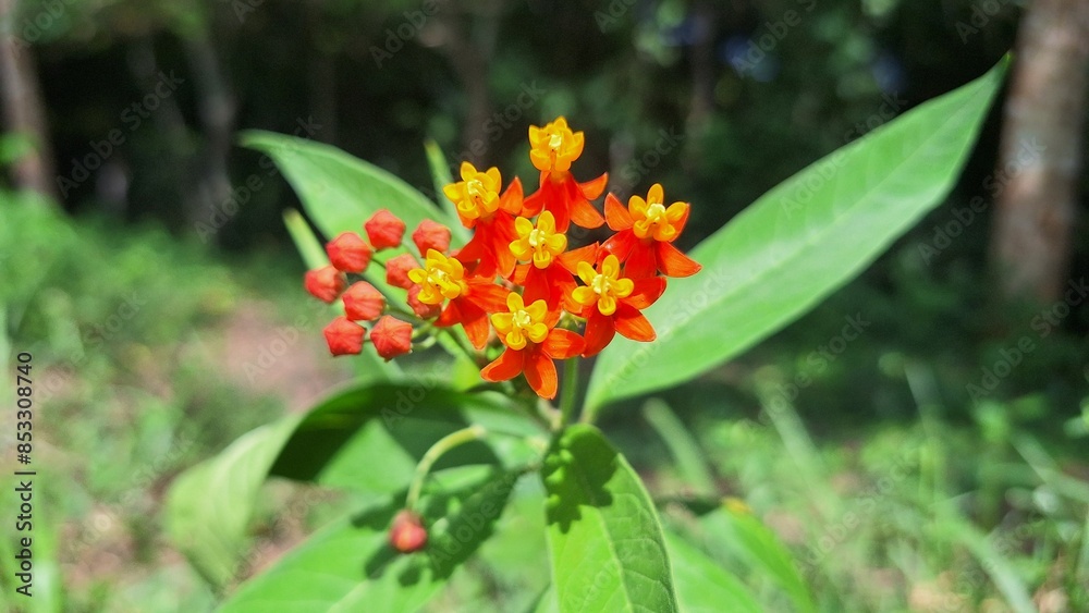 red and yellow flower red and yellow flower