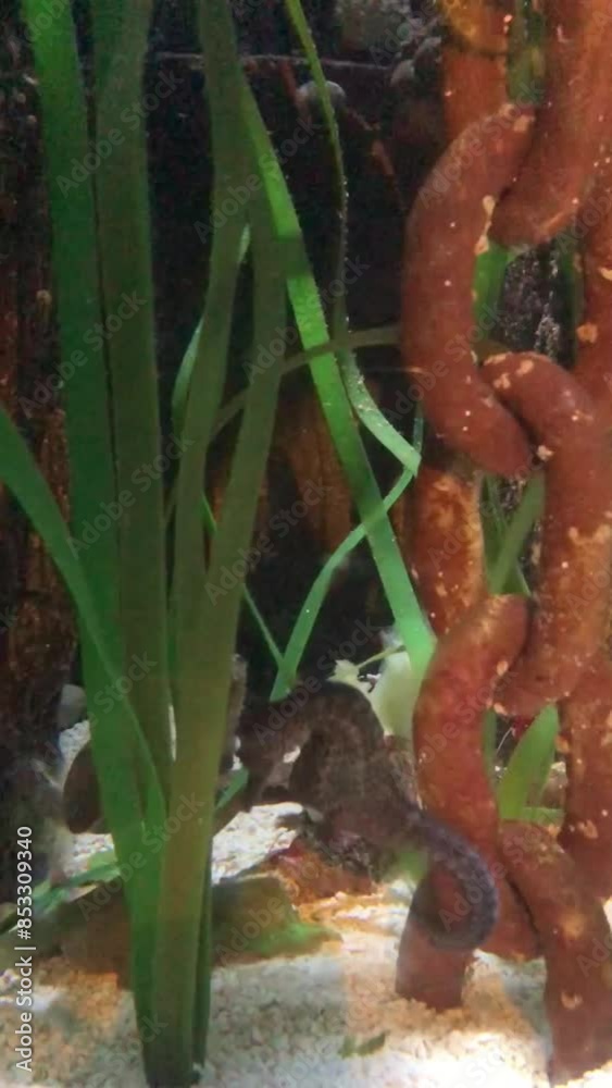 Seahorse and seaweed close-up in an aquarium.Marine life.Marine and ocean animals in the aquarium. Seahorse and seaweed close-up in an aquarium.Marine life.Marine and ocean animals in the aquarium.