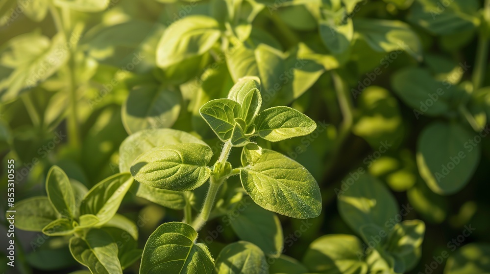 Detailed macro of oregano leaves, early morning light, small rounded leaves, fine texture, soft background. Detailed macro of oregano leaves, early morning light, small rounded leaves, fine texture, soft background.