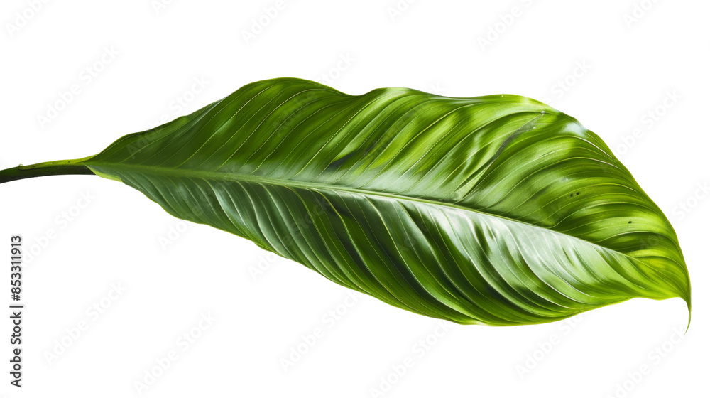 Fototapeta premium Green leaf on white background