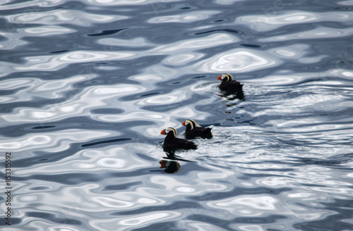  3 tufted puffins in water