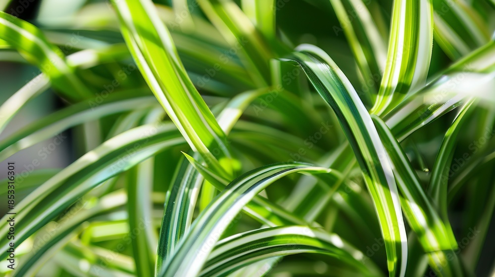 Close-up of a spider plant, morning sunlight, macro lens, vibrant green and white striped leaves, detailed texture. Close-up of a spider plant, morning sunlight, macro lens, vibrant green and white striped leaves, detailed texture.