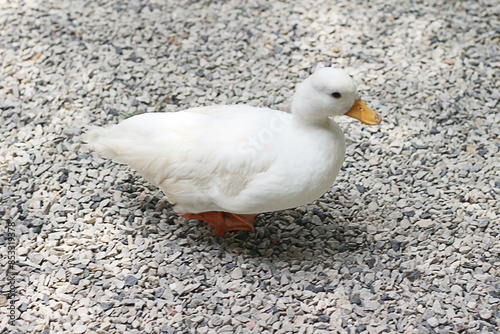 white duck is standing on a gravel surface photo