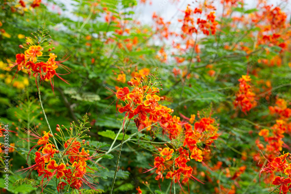 Flambuoyant tree, Flame of the forest, Peacock flower Flambuoyant tree, Flame of the forest, Peacock flower