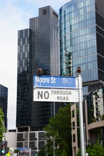 Animals in Australia