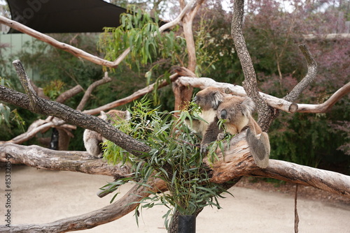 Photography Animals in Australia