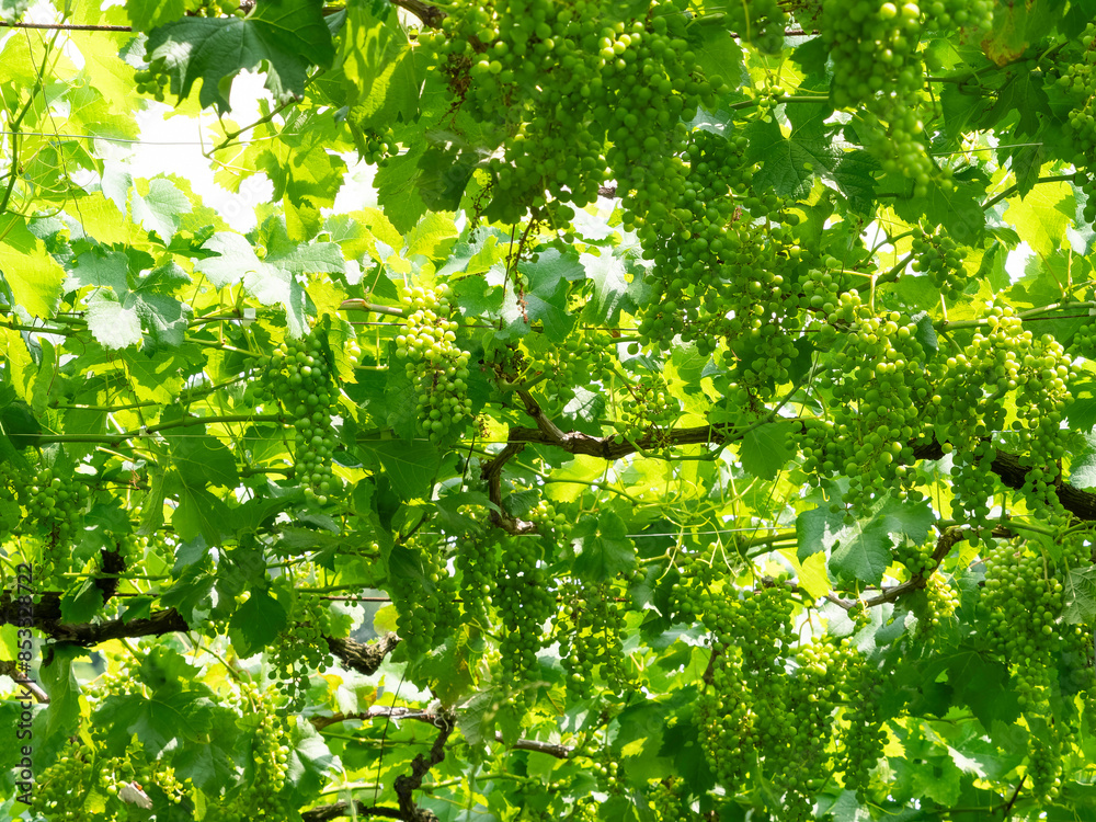 Obraz premium 実りを付けた夏の葡萄畑