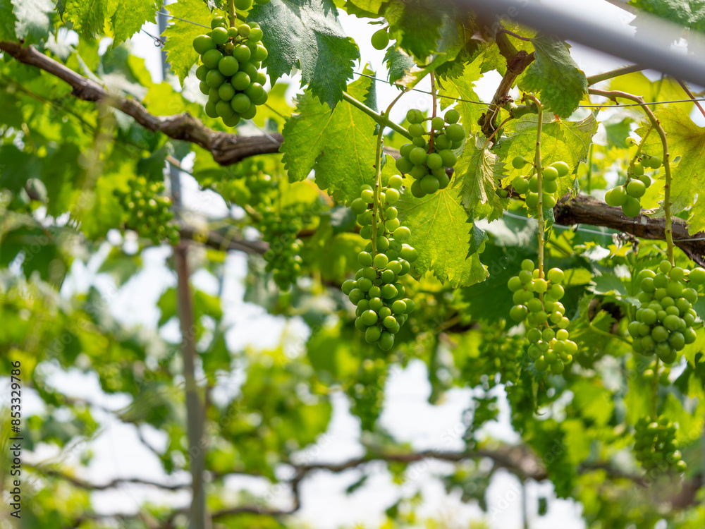 Obraz premium 実りを付けた夏の葡萄畑