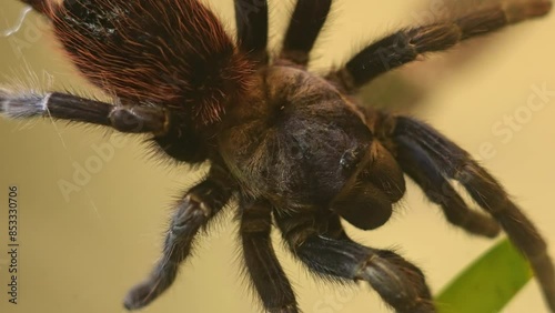 Rose hair tarantula or Chilean fire tarantula slowly moving. Close up macro shot of the hairy body and legs crawling. Hobby and Arachnophobia fear of spiders or Entomophobia. Creepy-crawly creature. photo