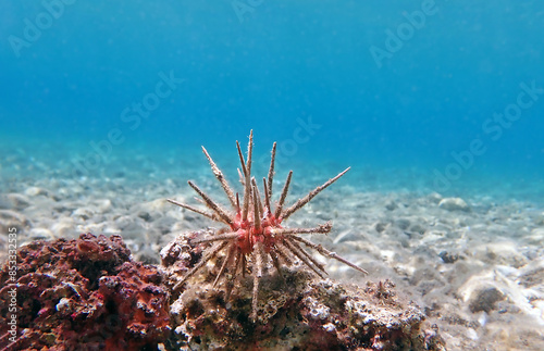 Red lance pencil urchin - Stylocidaris affinis
 photo