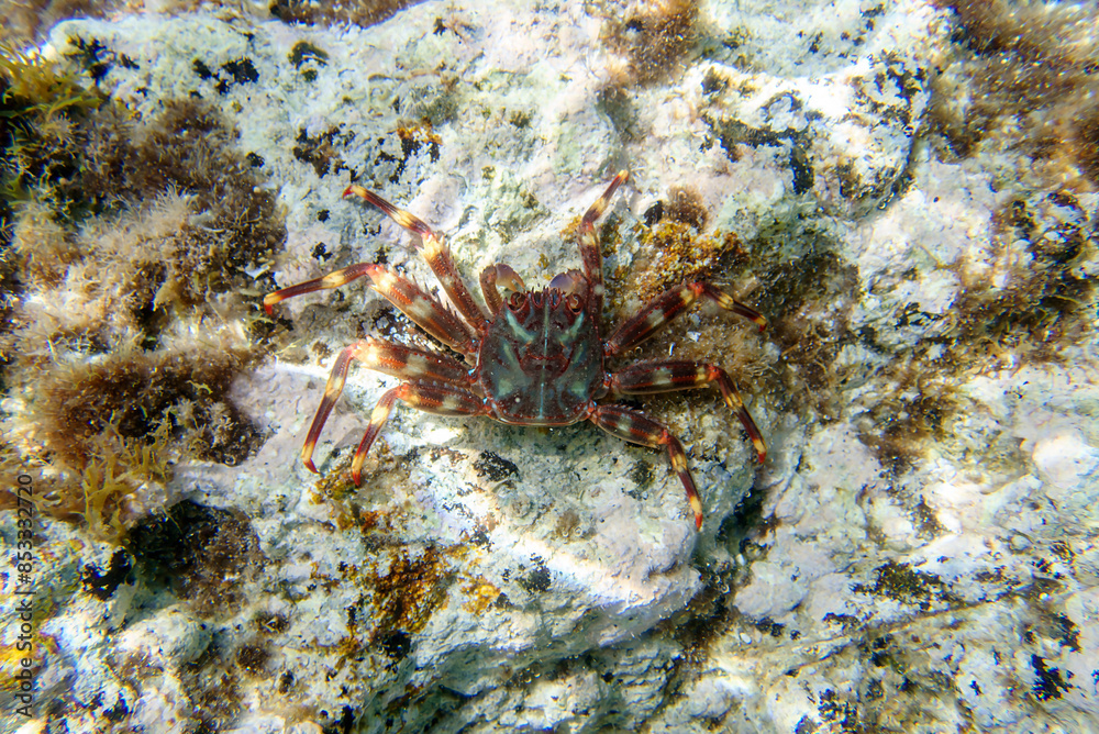 Sally Lightfoot Crab (Percnon gibbesi), invaded species in Sithonia, Greece. Underwater photography Sally Lightfoot Crab (Percnon gibbesi), invaded species in Sithonia, Greece. Underwater photography