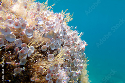 Fotografie Acetabularia mediterranea - The Mediterranean sea algae