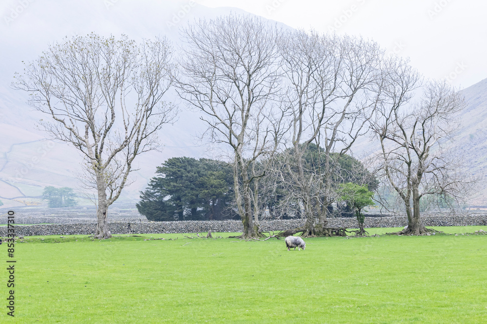 Obraz premium Sheep grazing in Lake District National Park.
