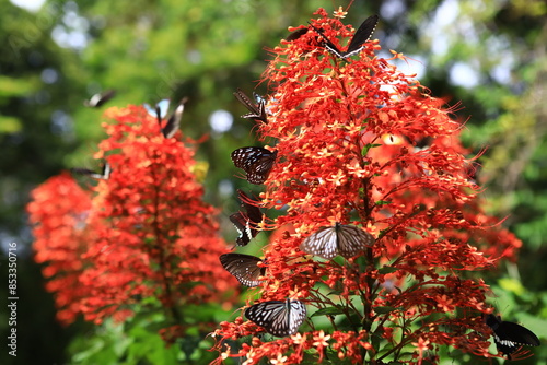 Pagoda Flower(Clerodendrum   Paniculatum)can attract more butterflies feeding at once on one large flower cluster in the rainforest.
Ban Krang Campsite,Kaeng Krachan National Park, Petchburi,Thailand photo