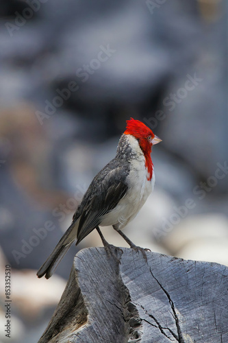 Extreme close-up of a redheaded cardinal on maui. photo