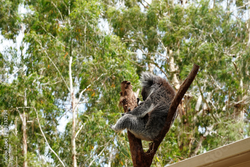 Photography A cute koala relaxing on a tree in Australia